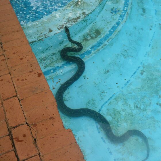 Python geht schwimmen