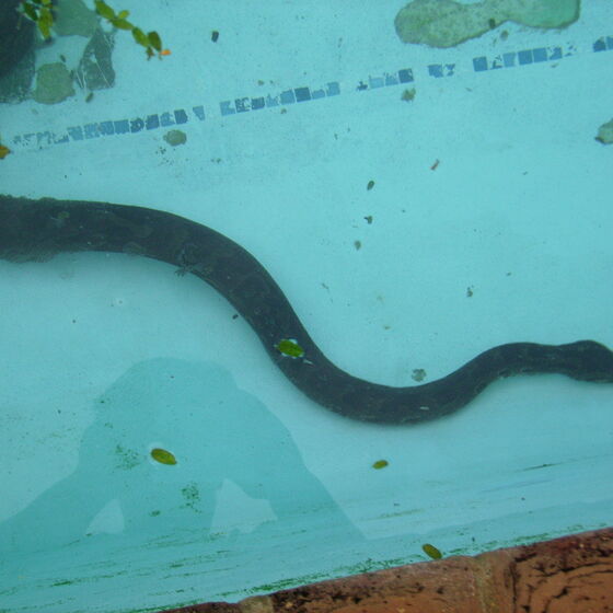 Python im Swimmingpool