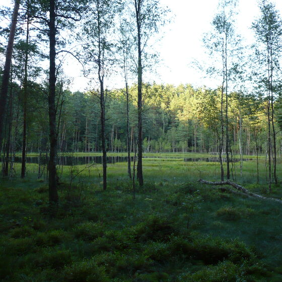 Waldsee_Polen